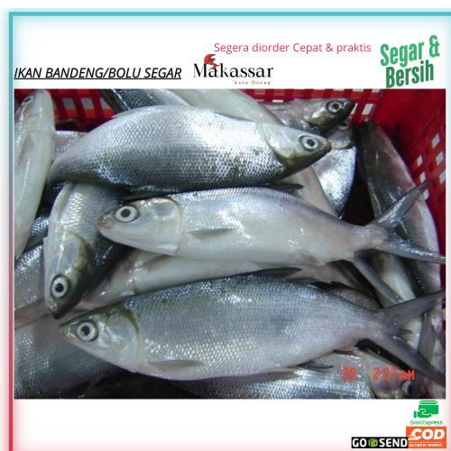 Ikan Bandeng,Ikan Bolu Segar, Ikan Bandeng Besar/Jumbo Murah Pasar Terong Dan Pasar Induk Pannampu,B