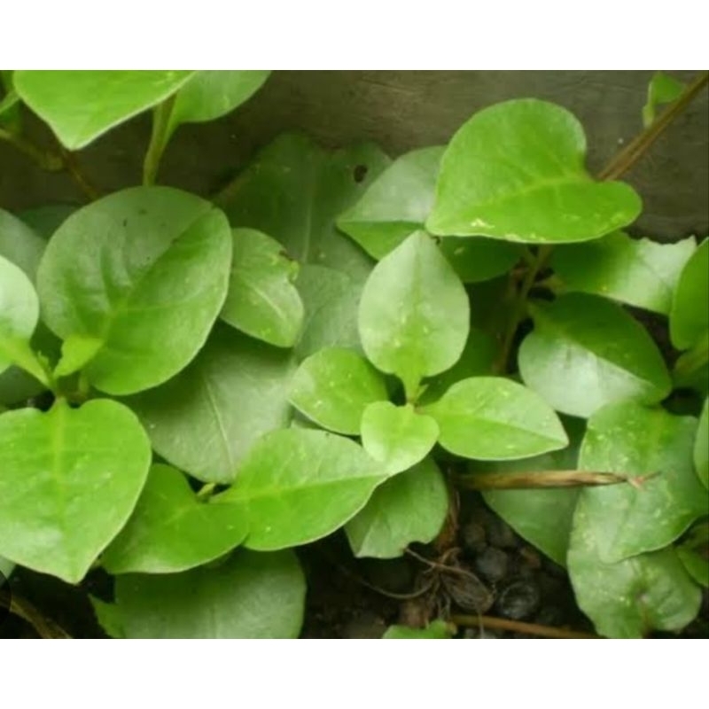 

daun gendola hijau 100 helai