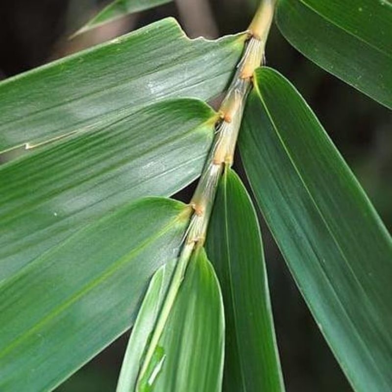 

daun bambu jumbo/ daun bambu/ daun bambu bungkus bacang / daun bambu segar ukuran 6 cm 7 cm 8 cm 8500 per 100lembar