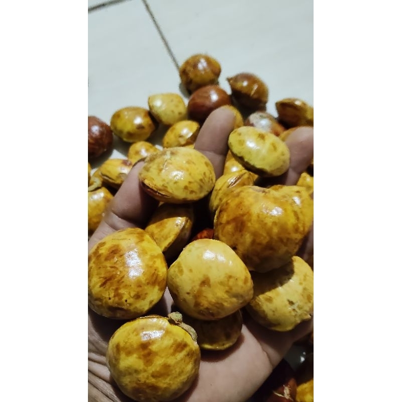 

JENGKOL FUL TUA SORTIR 1KG