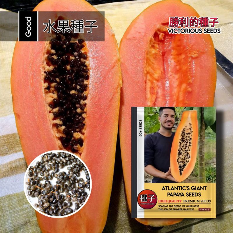 1 Pack (50 Butir) Benih Pepaya Raksasa Atlantic's F1 Original 100% Kemasan Pabrik / Benih pepaya