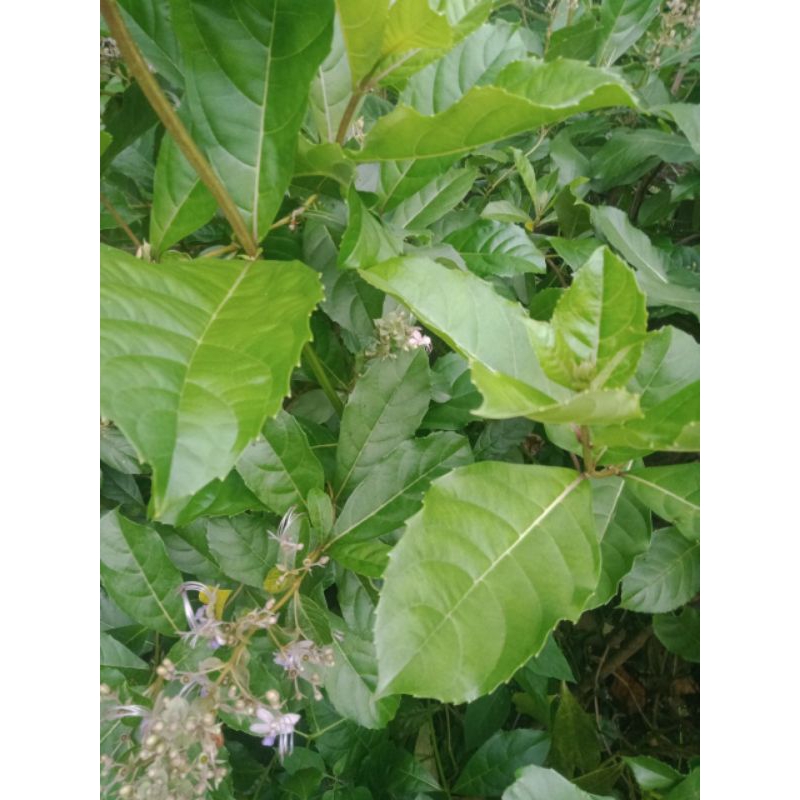 

daun srigugu segar/untuk gurah/harga per lembar
