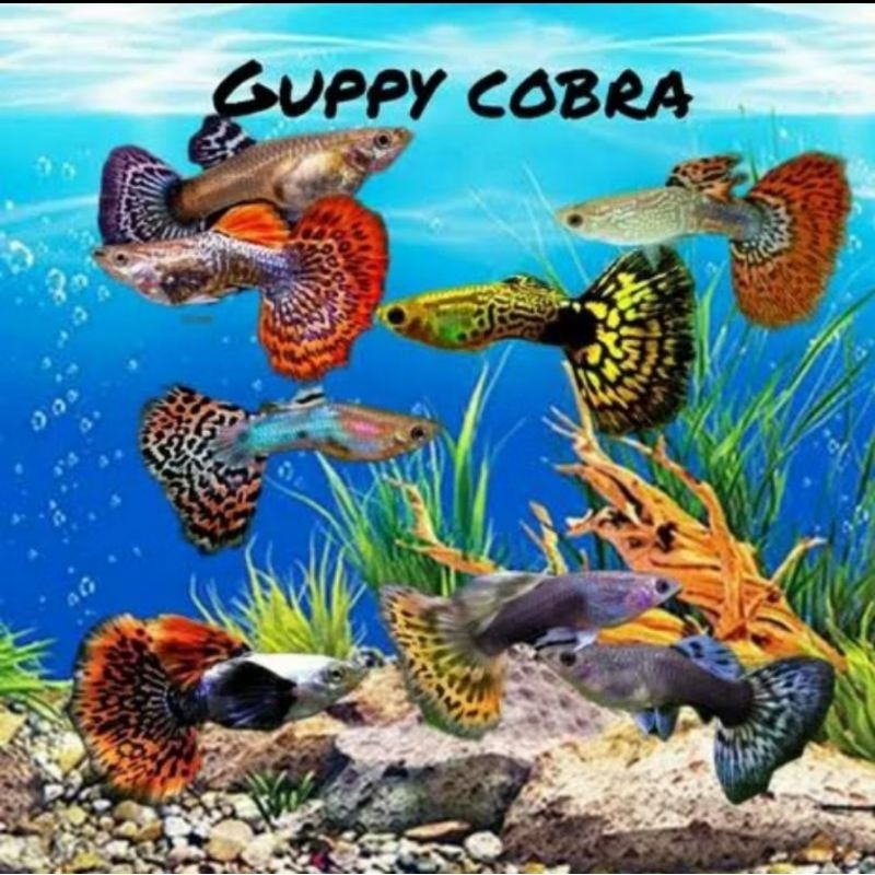 GUPPY COBRA