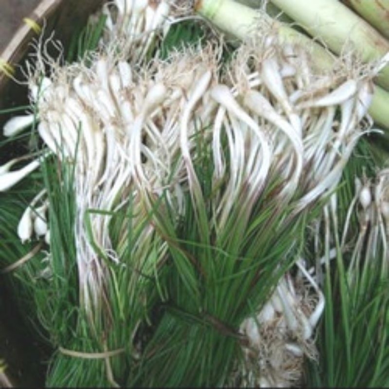 

kuncai asli 1 kg
