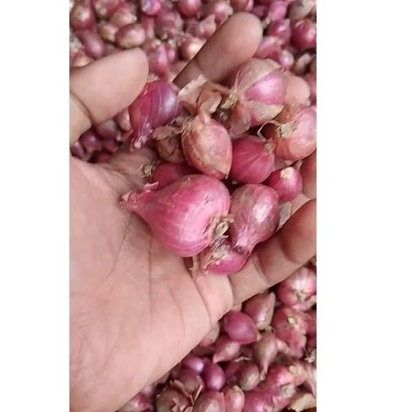 

BAWANG MERAH PROTOL SEDANG 1kg -500gr