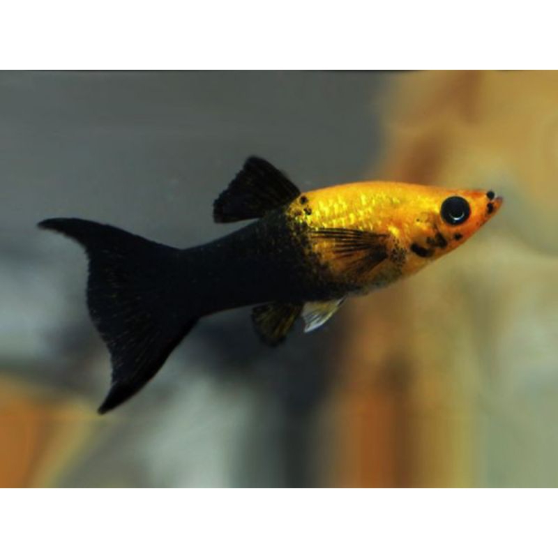 

Kardus platy Golden Black indukan