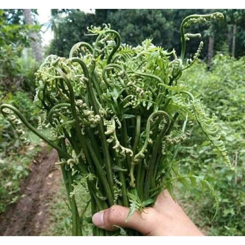 

paksi sayur seger