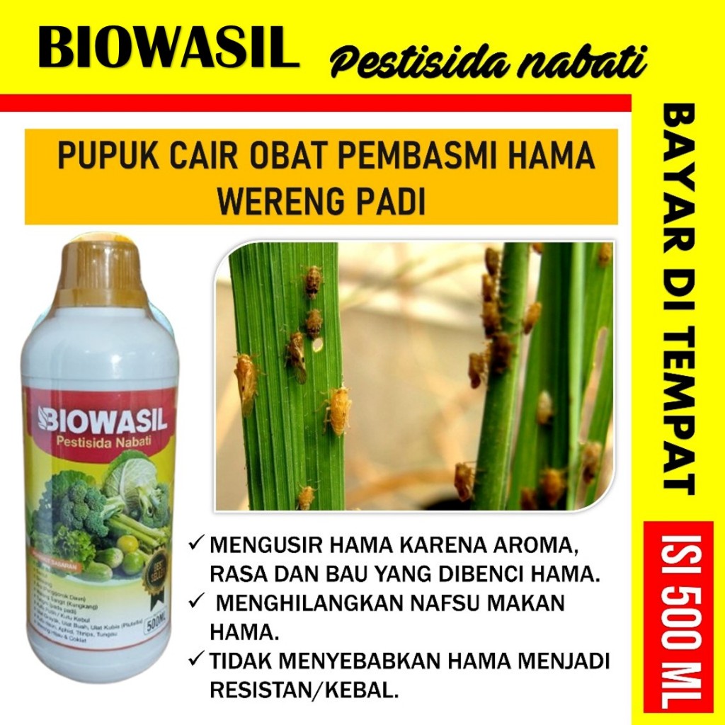 Pestisida Nabati Obat Hama Wereng Coklat Pada Tanaman Padi - Obat Hama Padi Wereng Coklat - Obat Pes