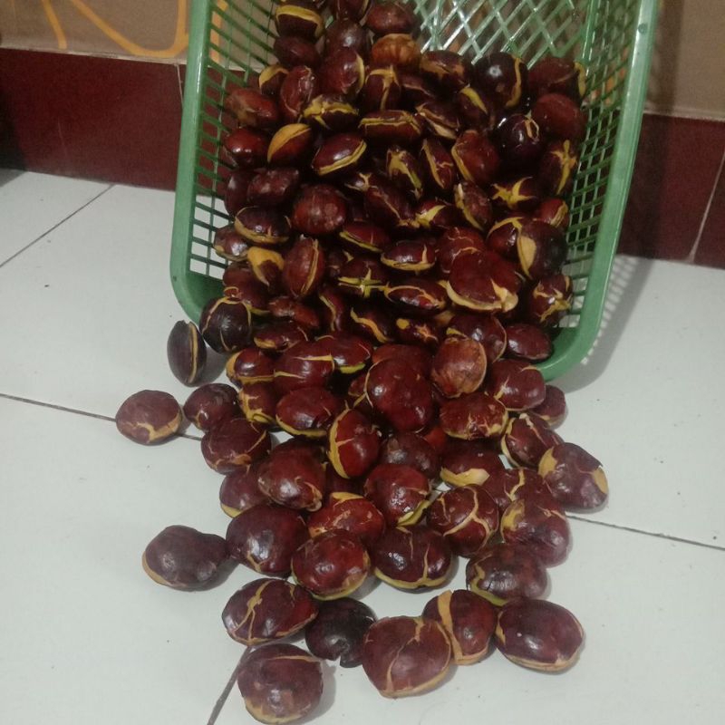 

SEPI JENGKOL TUA Rp 11000/500gr