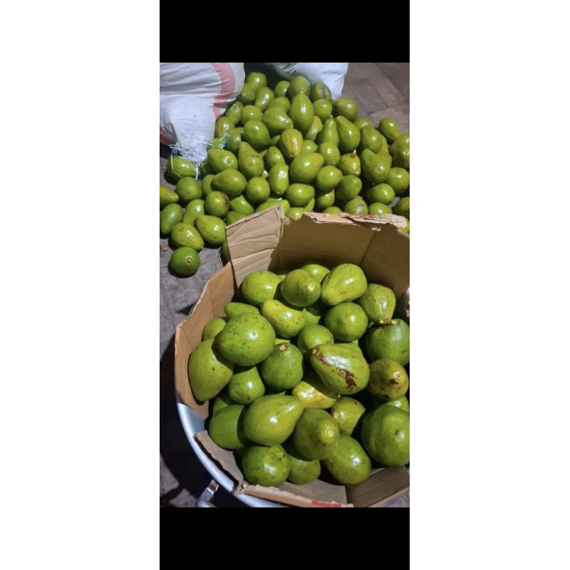 

Alpukat mentega super 1 kg (isi 2/3/4 dlm 1 kg)