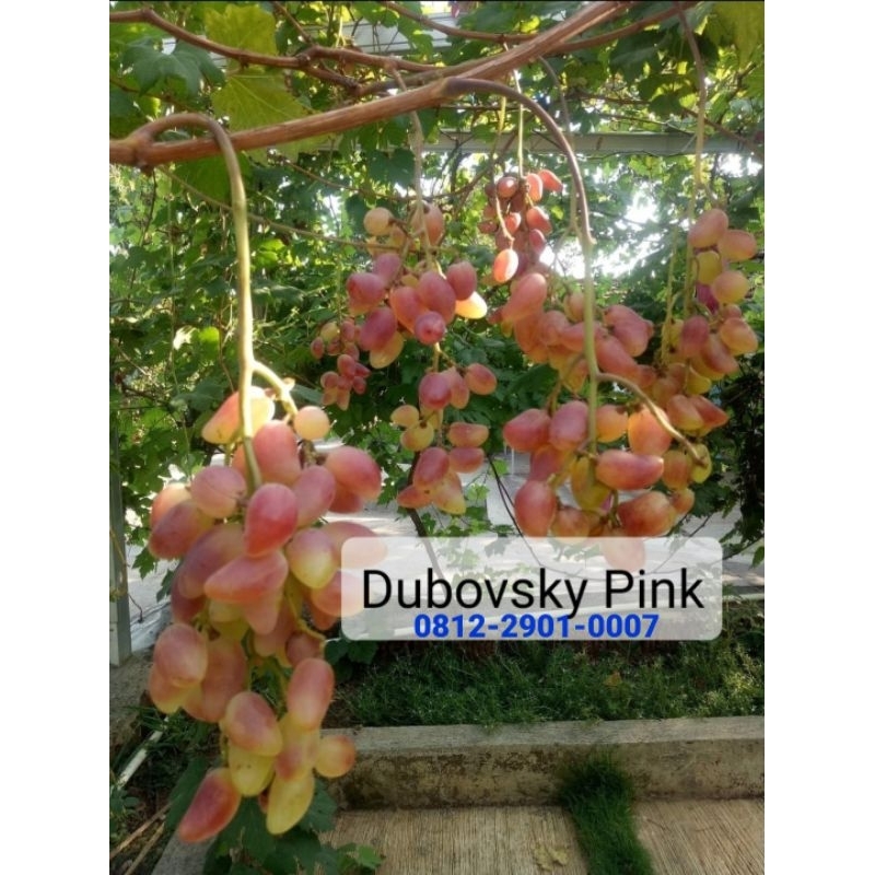 

Tabulampot anggur dubovsky pink
