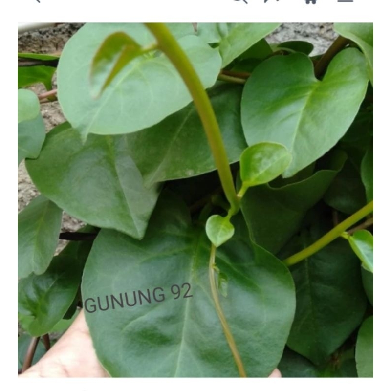 

(PROMO ) 100 Lembar daun binahong segar