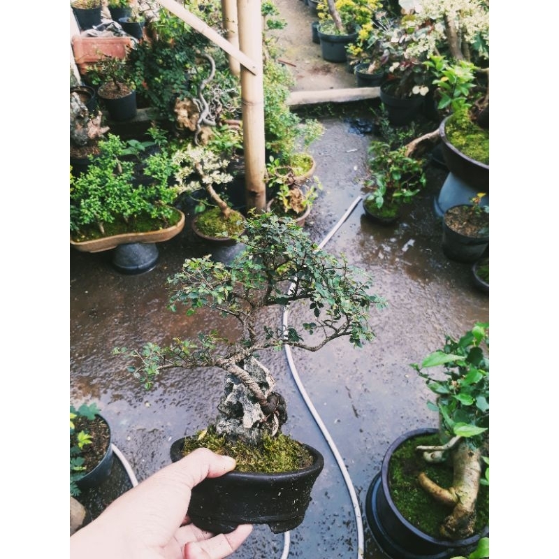 BONSAI OTR ULMUS MICRO / BONSAI ON THE ROCK ULMUS MICRO TINGGAL PAJANG