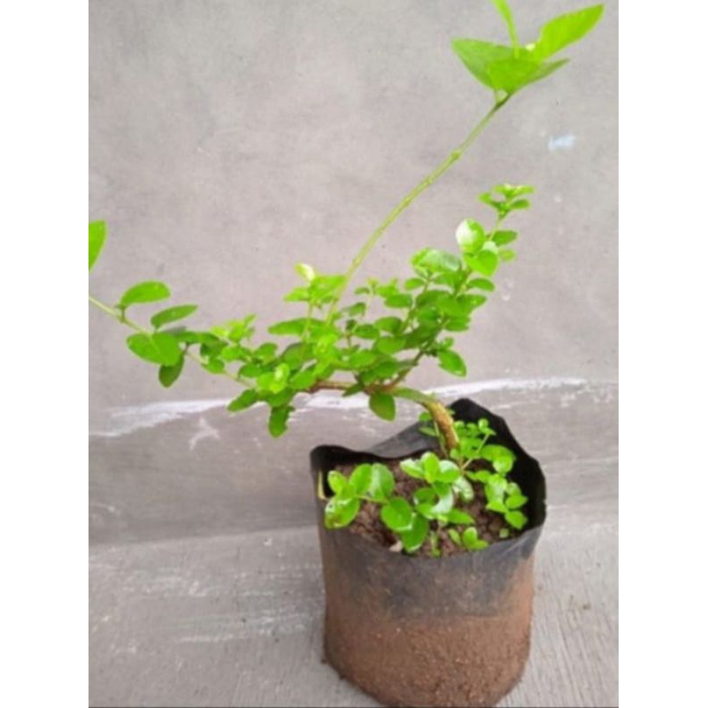 Sancang mini bahan bonsai sancang
