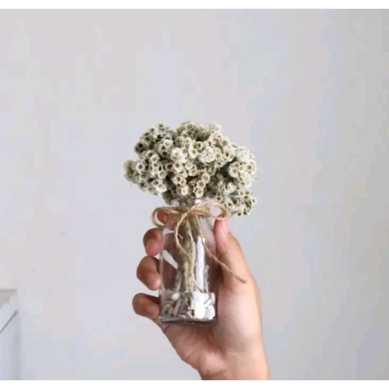 Bunga edelweis kering set vas botol kaca aesthetic