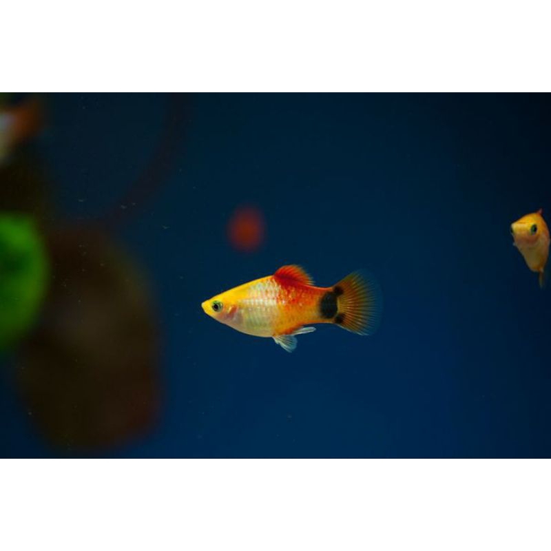 

box isi platy sunrise