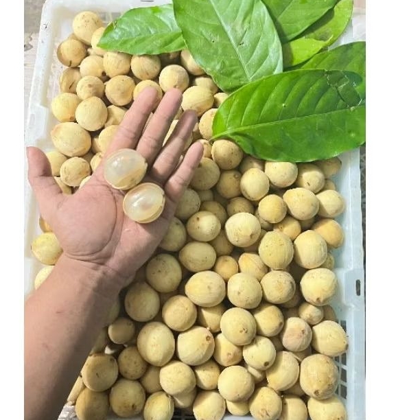 

Buah Duku palembang Per Kg