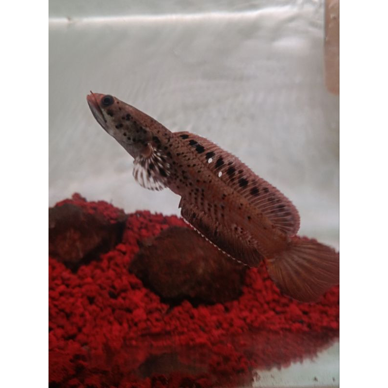 Stiker Chana Orna Hidup, 13-14cm