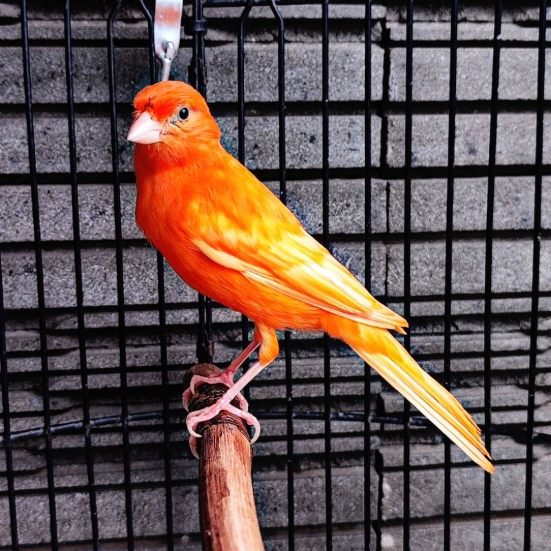 Kenari Merlok Vektor Original - Jantan Gacor (Only Instant Delivery)