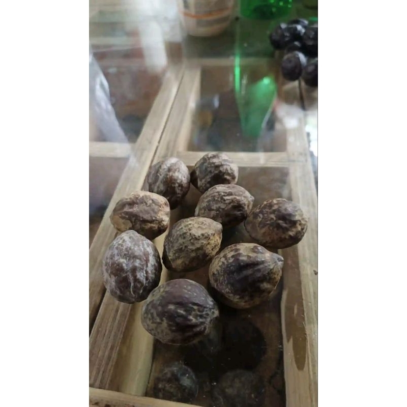 

muncang jantan jenis lokal / 10 biji