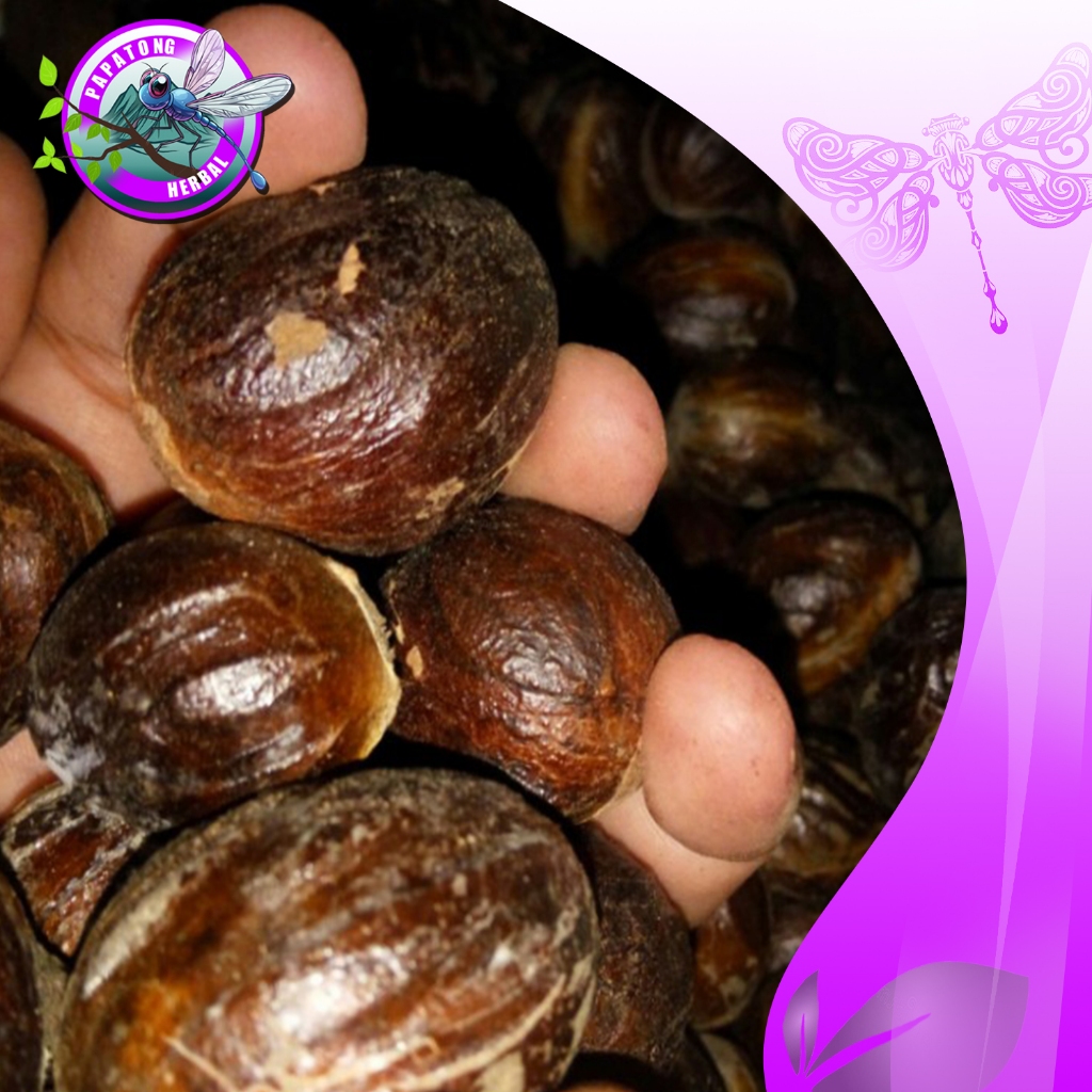 biji buah pala tua khusus untuk bibit