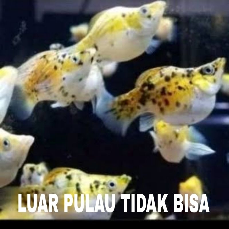 molly calico teyeng 10 pcs