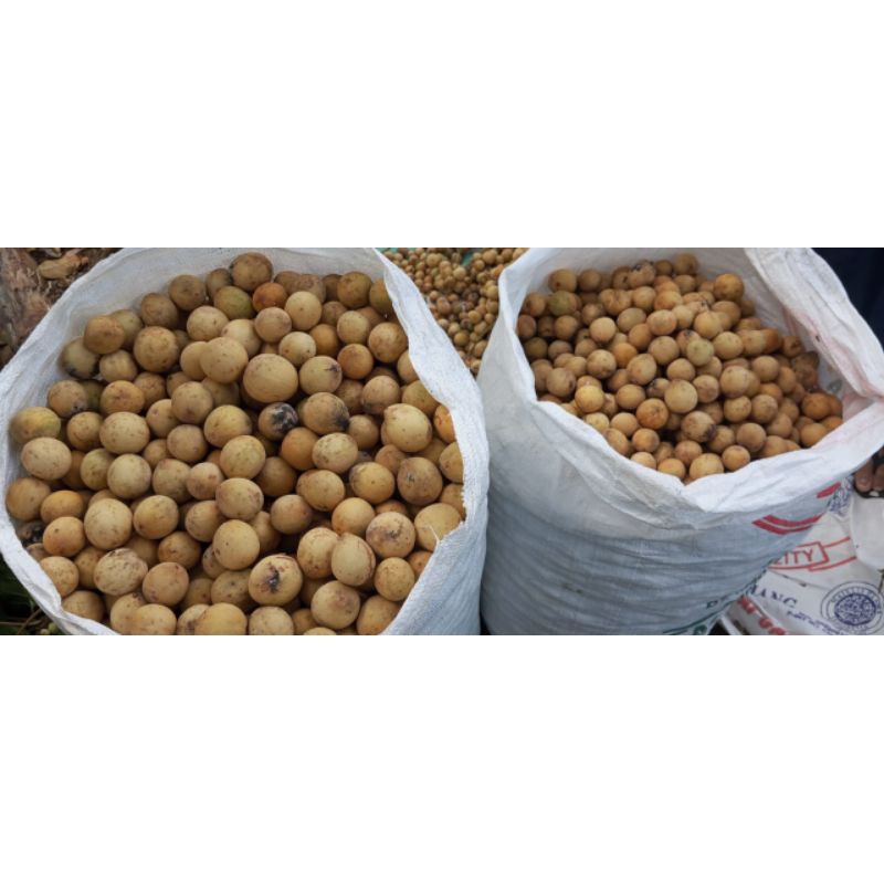 

DUKU DUKUH ASLI PURBALINGGA KALI KAJAR LEGIT MANIS NYER