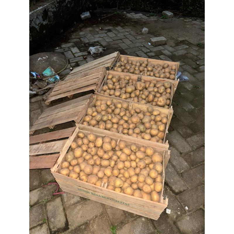 

BENIH KENTANG CIPANAS G2 25KG 1 PETI