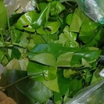 

INSTAN - DAUN MELINJO 50 - 100GRAM