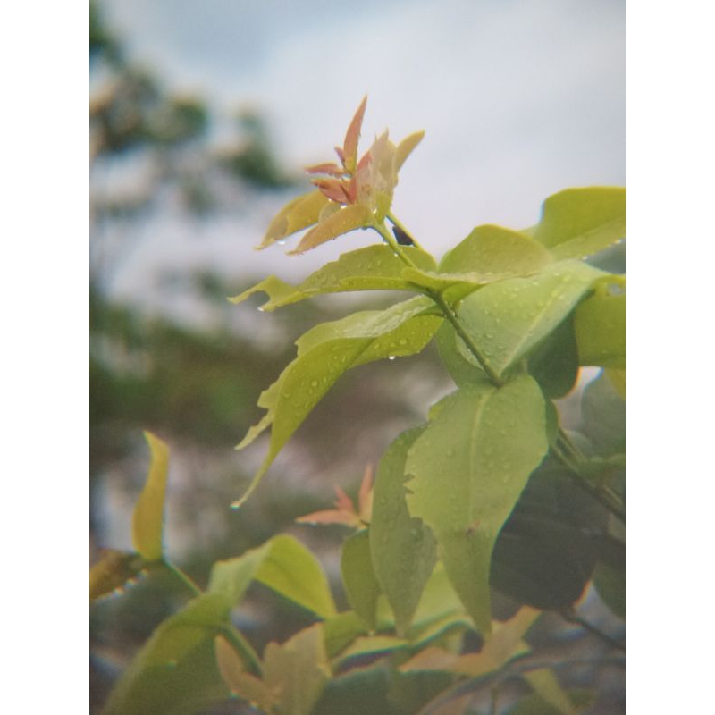 

susu penggemuk badan