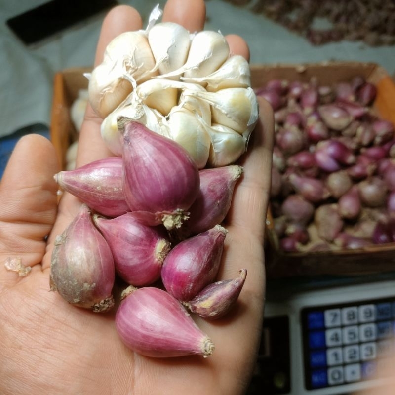 

Bawang Merah SEDANG mix Bawang Putih KUTTING 500Gram