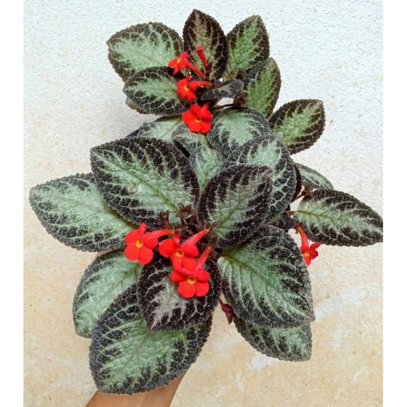 tanaman hias episcia cupreata - episcia coklat silver - episcia