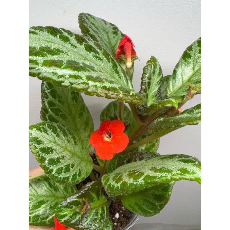 tanaman hias episcia hijau silver - tanaman episcia - episcia