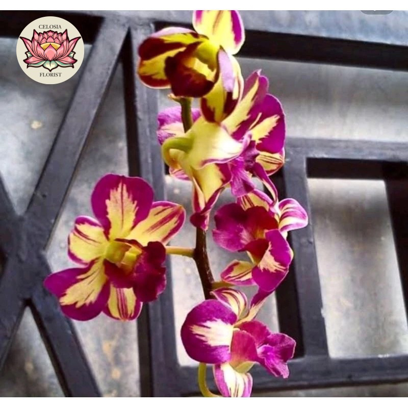 tanaman hias anggrek dendrobium burana - tanaman hias anggrek - anggrek murah