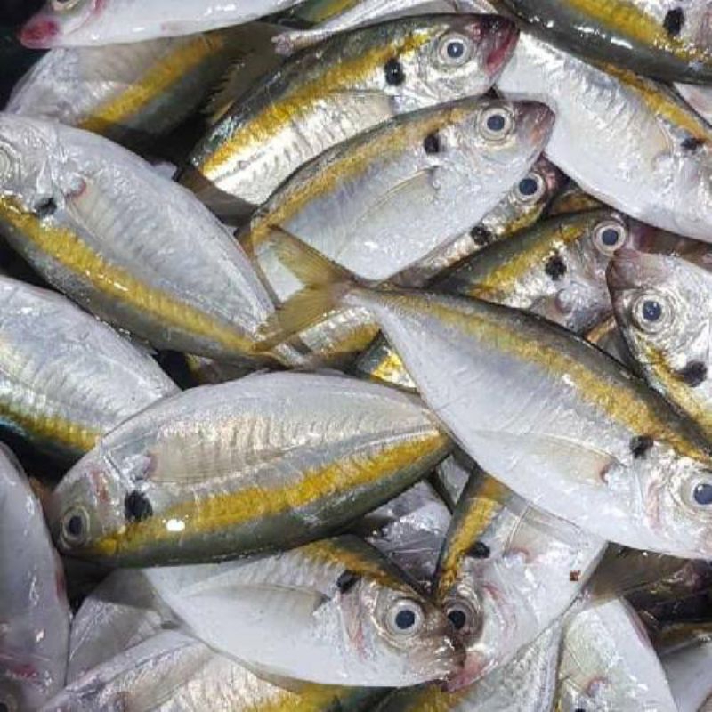 

Ikan selar fresh 1kg