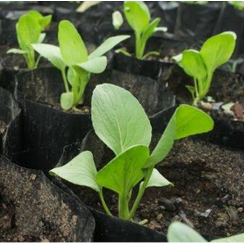 BIBIT CAISIM ,BIBIT SAWI CAISIM