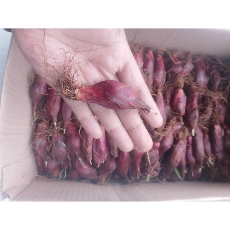 Bibit Bawang Dayak Super atau Bawang Angsana Siap Tanam (Eleutherine bulbosa) Isi 1 Kg