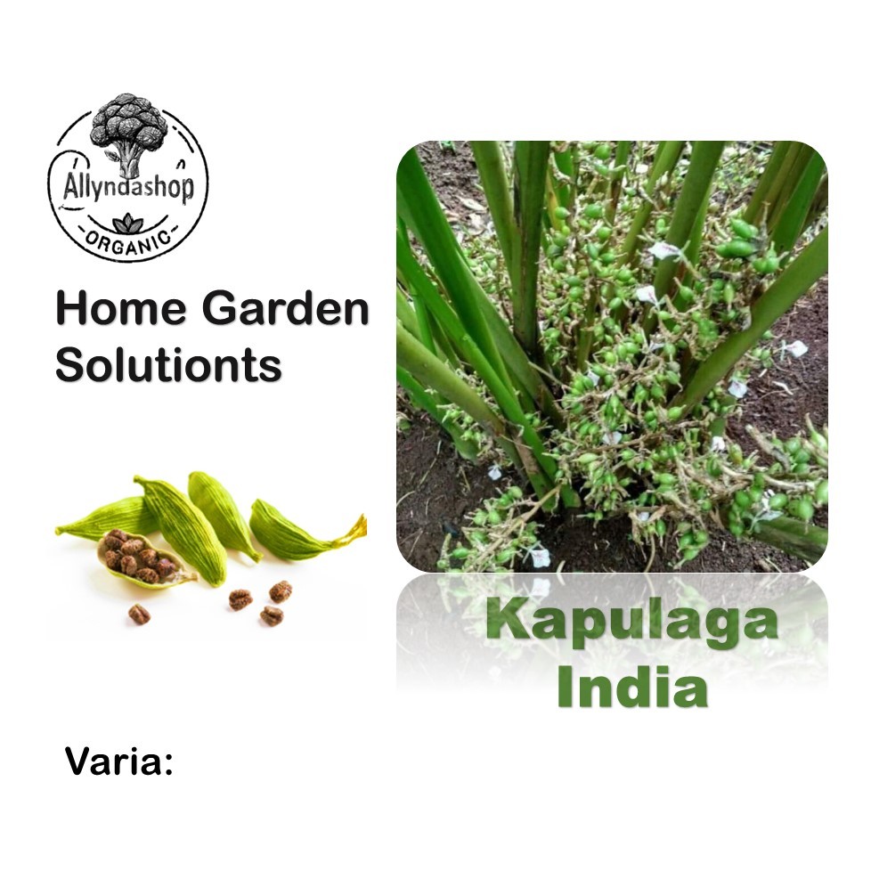 Bibit Benih Tanaman Kapulaga India
