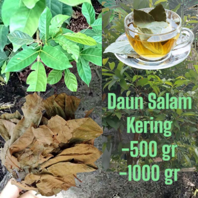 

Daun salam kering 500gr 1000gr