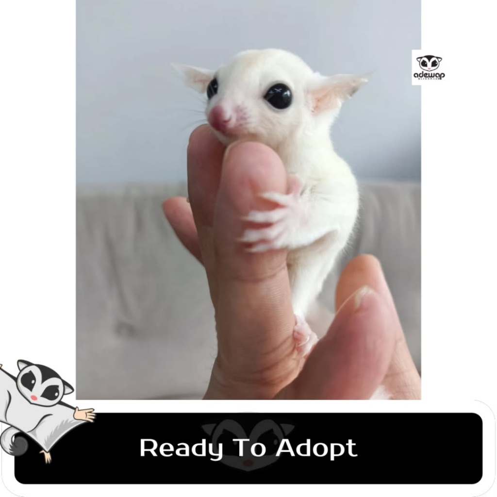[Kurir Instant] Paket Sugar Glider Leucistic Joey Imut Lucu Jinak + Kandang Lengkap Termurah