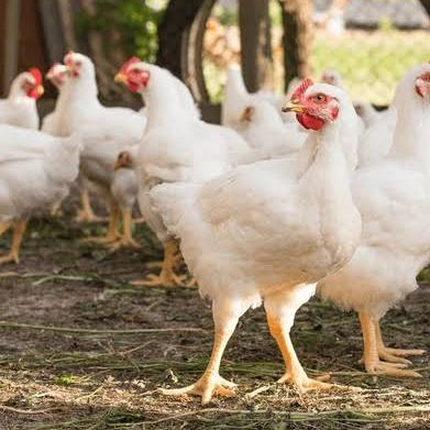

ayam potong murah balam