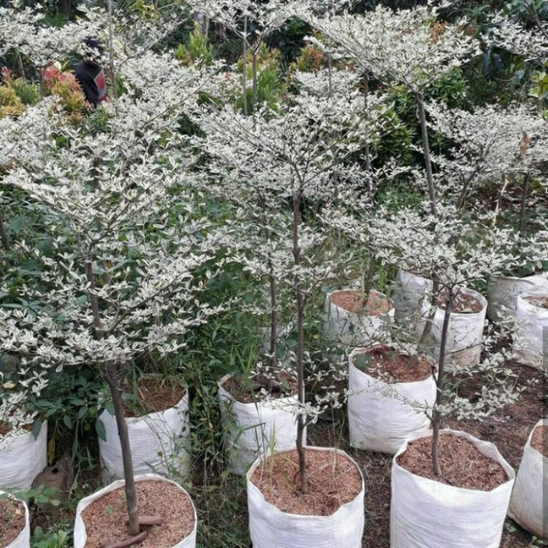 TANAMAN HIAS KETAPANG KENCANA VARIGATA - KETAPANG KENCANA VARIGATA - POHON KETAPANG