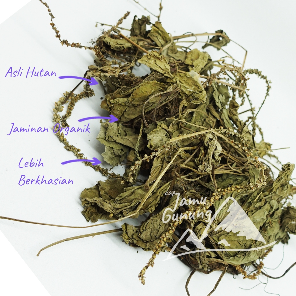 

Daun Sendok Kering 500gr Sendokan Asli