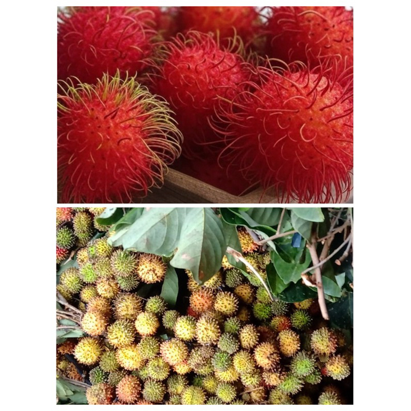 

Rambutan Binjai | Rambutan Rapiah