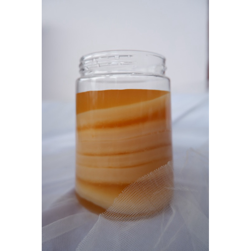

JAMUR SCOBY SCOOBY KOMBUCHA ORGANIK + STARTER