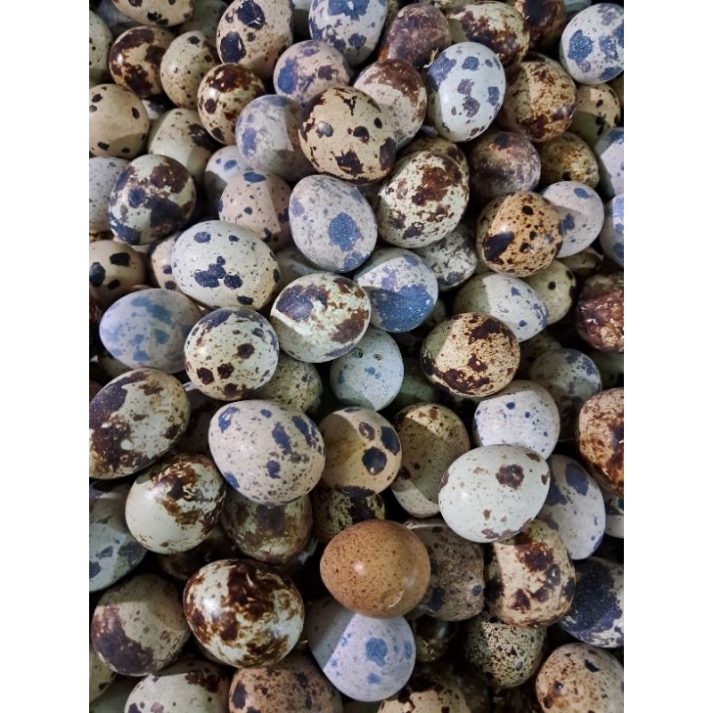 

Telur Puyuh 250 gr, 500 gr, 1 kg