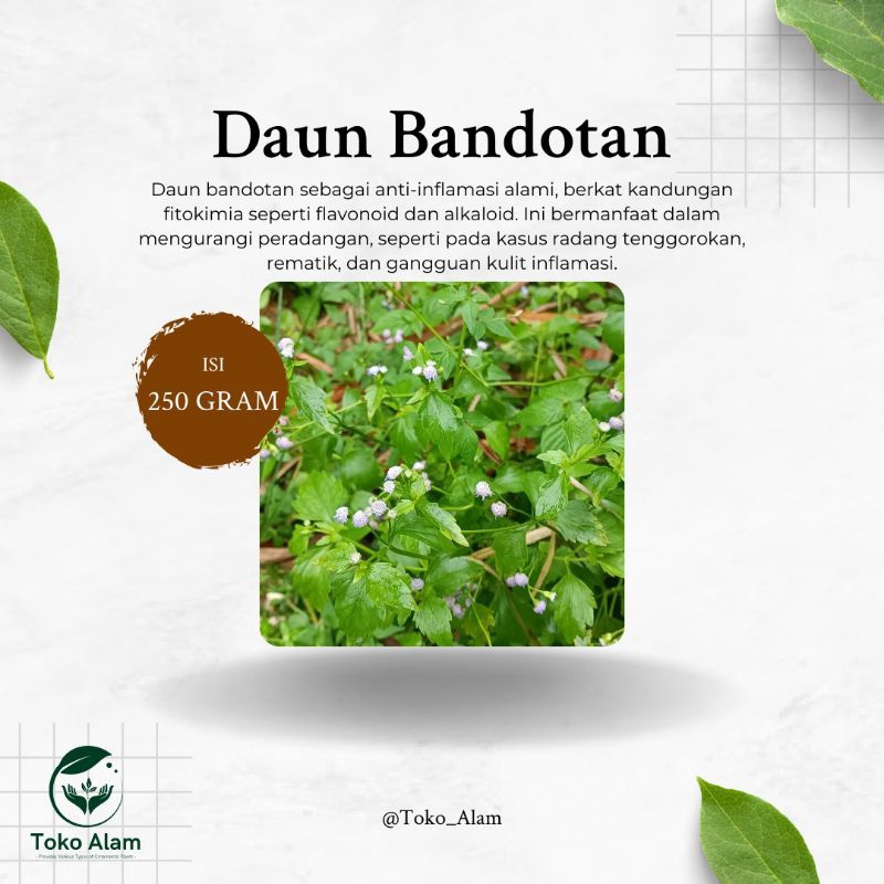 

Daun Bandotan 250 Gram