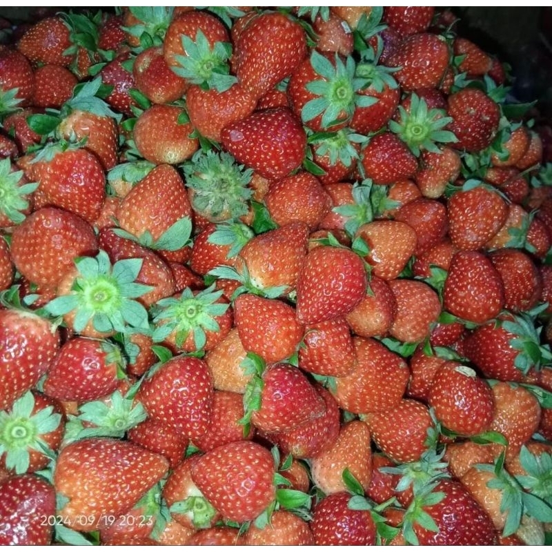 

strawberry murah ukuran kecil berat 1kg