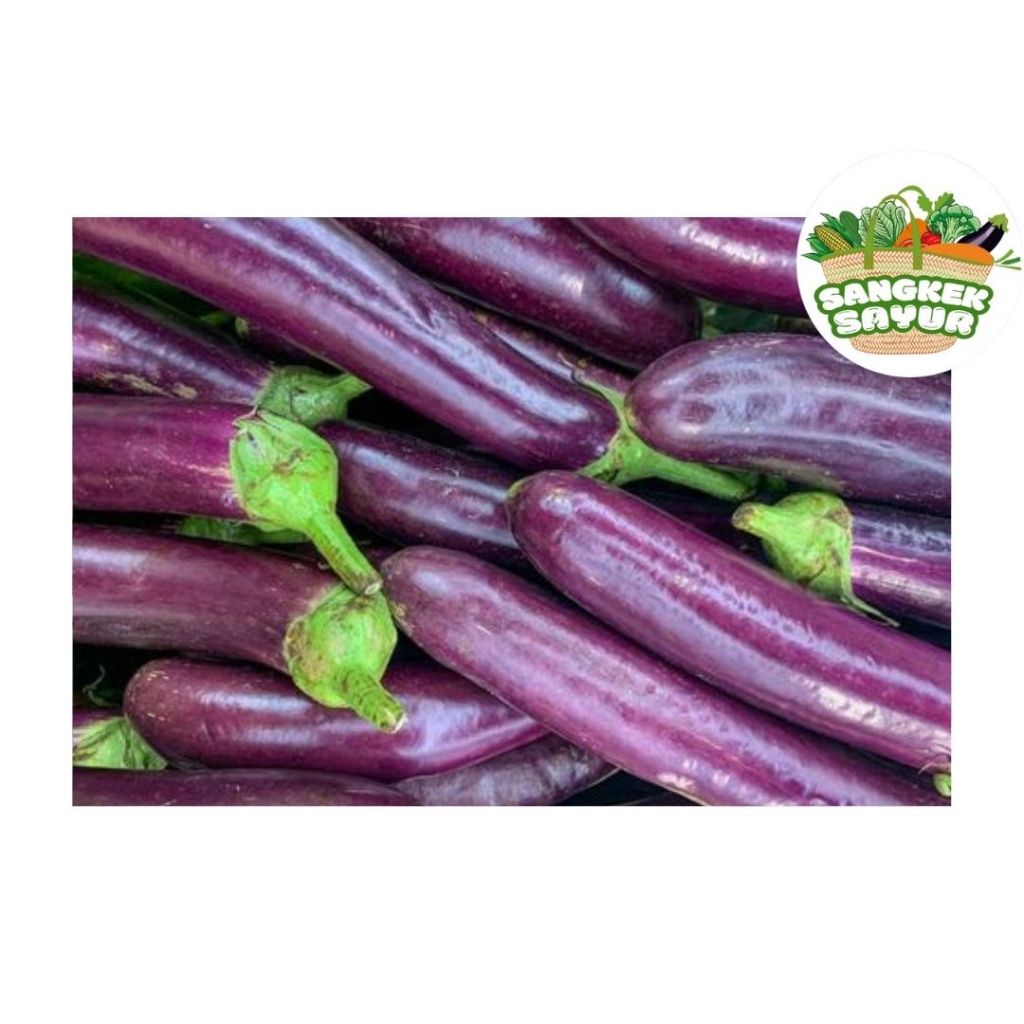 

Terong Ungu Panjang - sangkek.sayur PALEMBANG