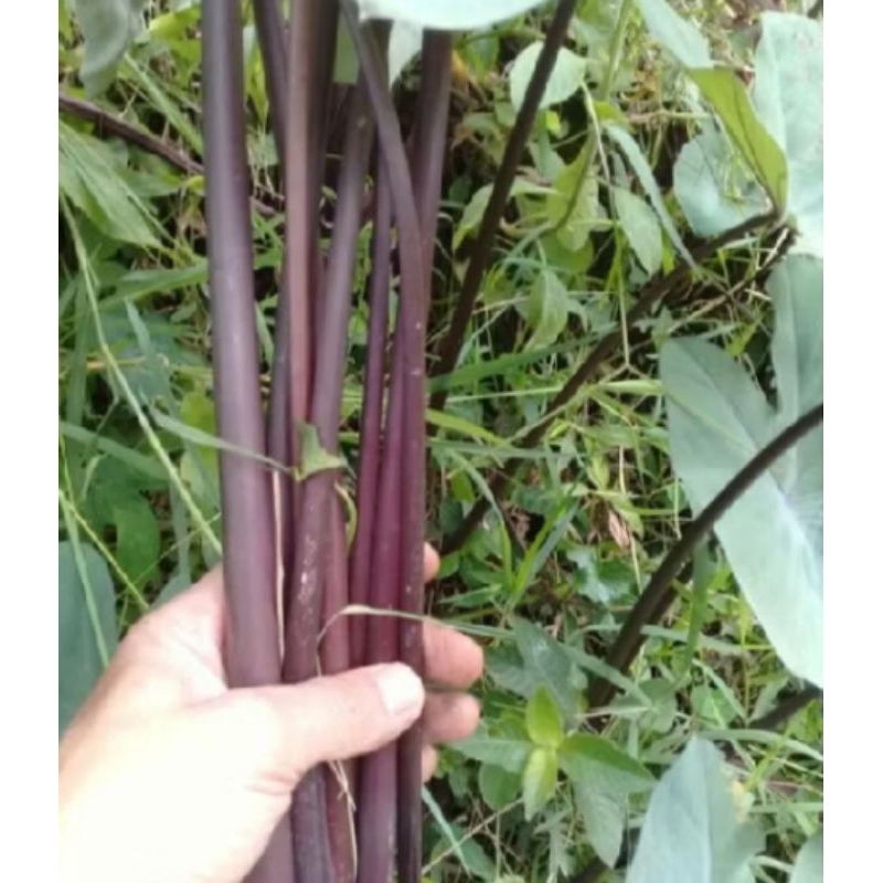 

batang talas hitam atau talas wulung1kg